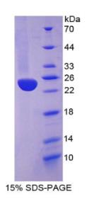 SDS-PAGE (HMOX1-2604H).jpg